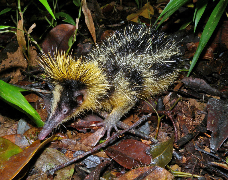 Lowland streaked tenrec (Hemicentetes semispinosus), one of the native mammal species susceptible to the invasive toad’s poison
